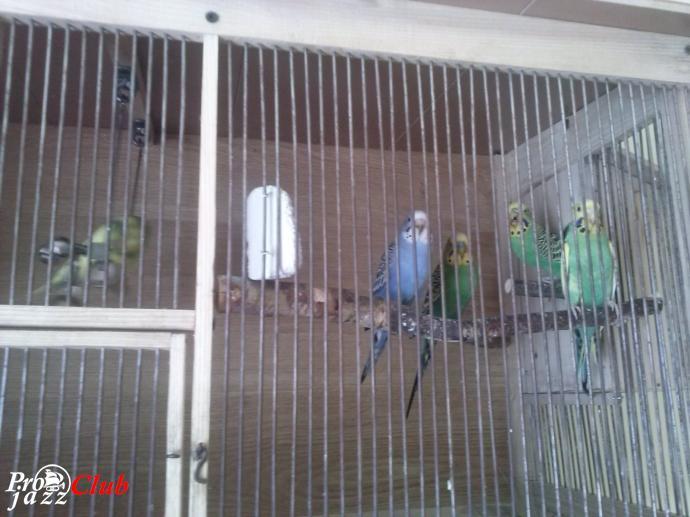 (Free Jazz, Free Improvisation) Darius Jones Trio - Man'ish Boy (A Raw &amp; Beautiful Thing) - 2009, MP3 (tracks), VBR 200-245 kbps