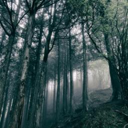 2017 Akira Kosemura - In the Dark Woods [CD]